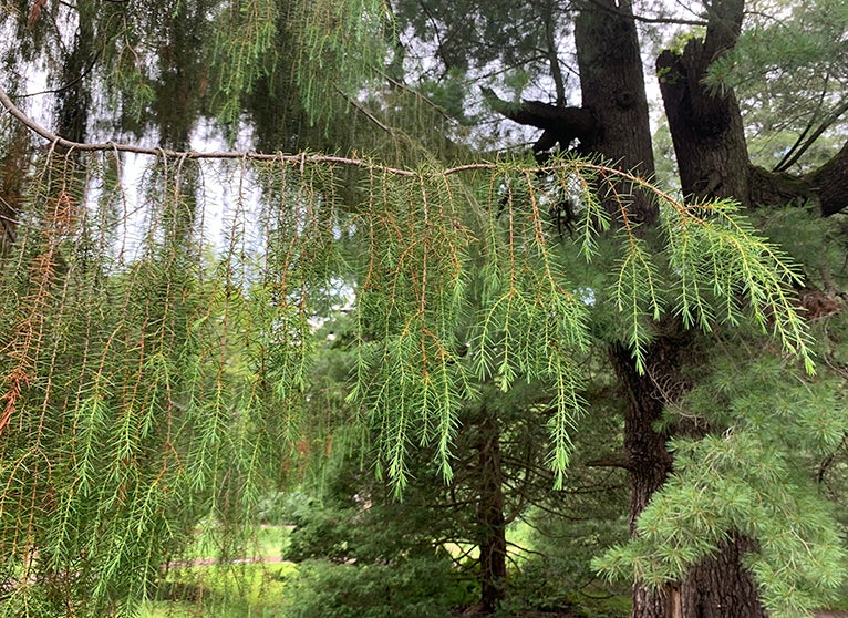 Provenance and Plants: Juniperus rigida (temple juniper